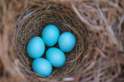 bird eggs