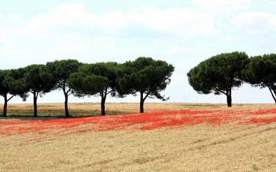 Primo colpo di piccone per il tempio di Roma